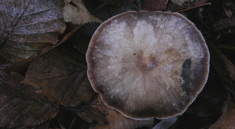 Funghi....dicembrini...